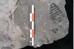 Foto (Detailansicht) von Taeniopteris vittata  (NHMW-GEO-2024-0188-10607)